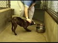 Become a Veterinary Assistant