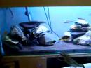 Click here to watch this video My water dragon enjoying watching my african cichlid aquariu