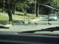videos de geese crossing