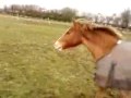 My very first pony Toby