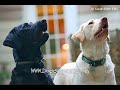 DoggySpaces.com - The Myspace Site for Dogs!