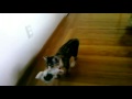 Palm Pre video recording - kitten fetching