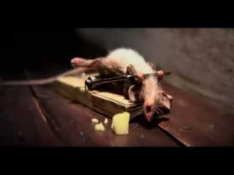 Funny mouse doing push ups
