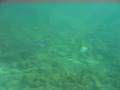 videos de A lonely Black Tip/Reef Shark in Fujairah - UAE