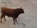 pe�a taurina albalat dels sorells 1-9-07 2p