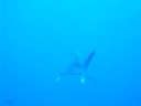 Longimanus Mer Rouge