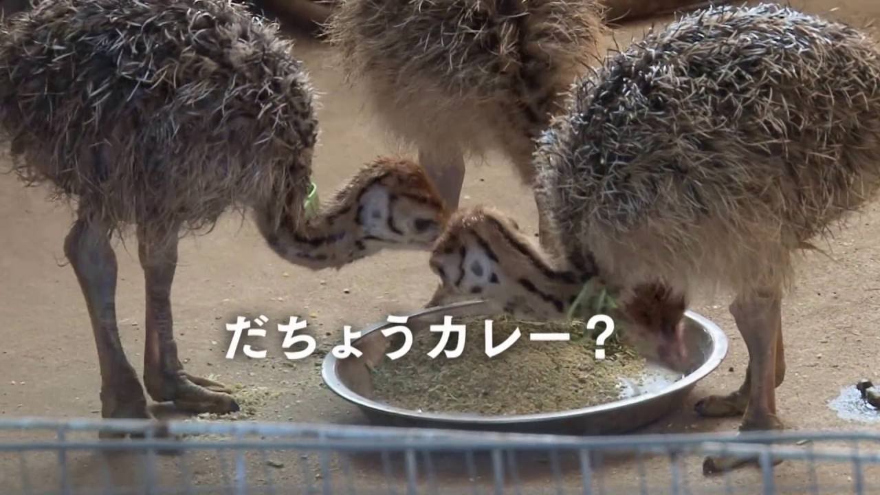 映画「カレーライスを一から作る」ポスター