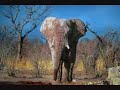 Eu vou pra Africa - Kussondulola Eu vou pra Africa - Kussondulola