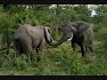 Eu vou pra Africa - Kussondulola