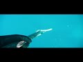 Spearfishing Pescasub Sarago fondo