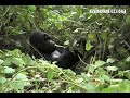 Augustin Kambale, Congo Ranger