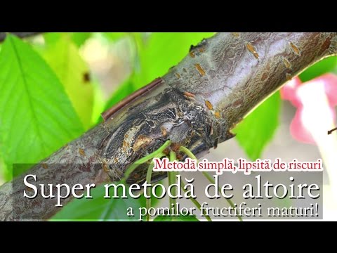 altoire - Pentru o explicare mai în amănunt a metodei, citiţi şi articolul de pe paradisverde.ro. Altoirea se poate face şi primăvara devreme prin metoda descrisă AICI...
