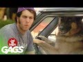 Veja vídeo de cachorro dirigindo e pedindo informação faz sucesso na internet