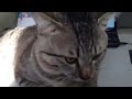 Click here to watch this video そうせい君お誕生おめでと♪