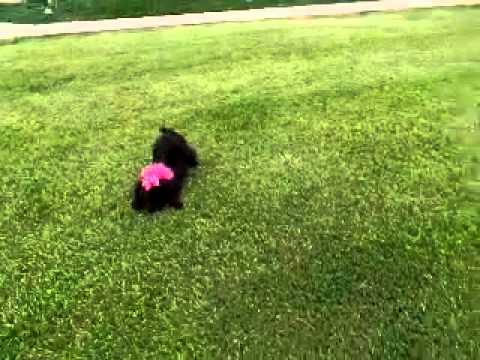 Abby...Sweet Schnoodle girl!!