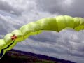 délire avec une voile de para délire avec une voile de para
