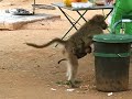 When Baboons [have a snack] Attack