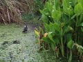 common moorhen BATTLE