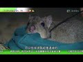 2015-10-25 寰宇掠影（阿根廷烹飪心得分享，澳洲毛尾袋鼠保護區，印尼廢棄木材製造手錶，法國搜集前納粹德軍藝術品收藏）