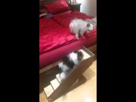 Hundetreppe für kleine Rassen selbst gebaut