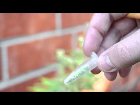 how to collect pollen cannabis