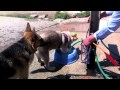 Dog digs in his water bowl, Mary Cummins, Animal Advocates