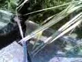 Rottweiler FIGHT AGAINST A CAT Rottweiler FIGHT AGAINST A CAT
