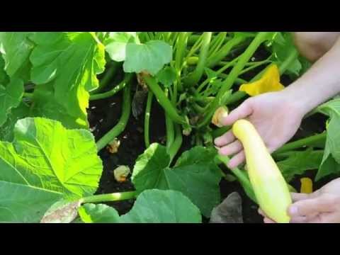 how to harvest squash