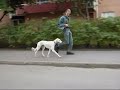 Zala travar