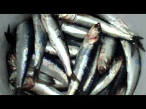 Anímate a ir de pesca a pocos minutos de Lima
