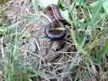 videos de crazy bug fight 2