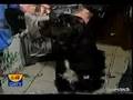 GMTV ANIMAL CARE LANCASTER