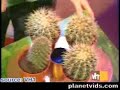 Cactus Buzzer Gameshow