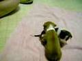 a real pit bull fight