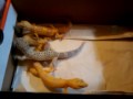 video-2009-11-leopard geckos