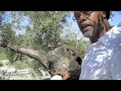 how to care for an olive tree in the uk