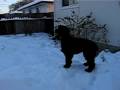 Maggie having fun in the snow