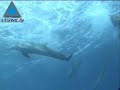 Un mundo de bellezas en las profundidades del mar Un mundo de bellezas en las profundidades del mar