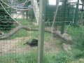 Monkey Love