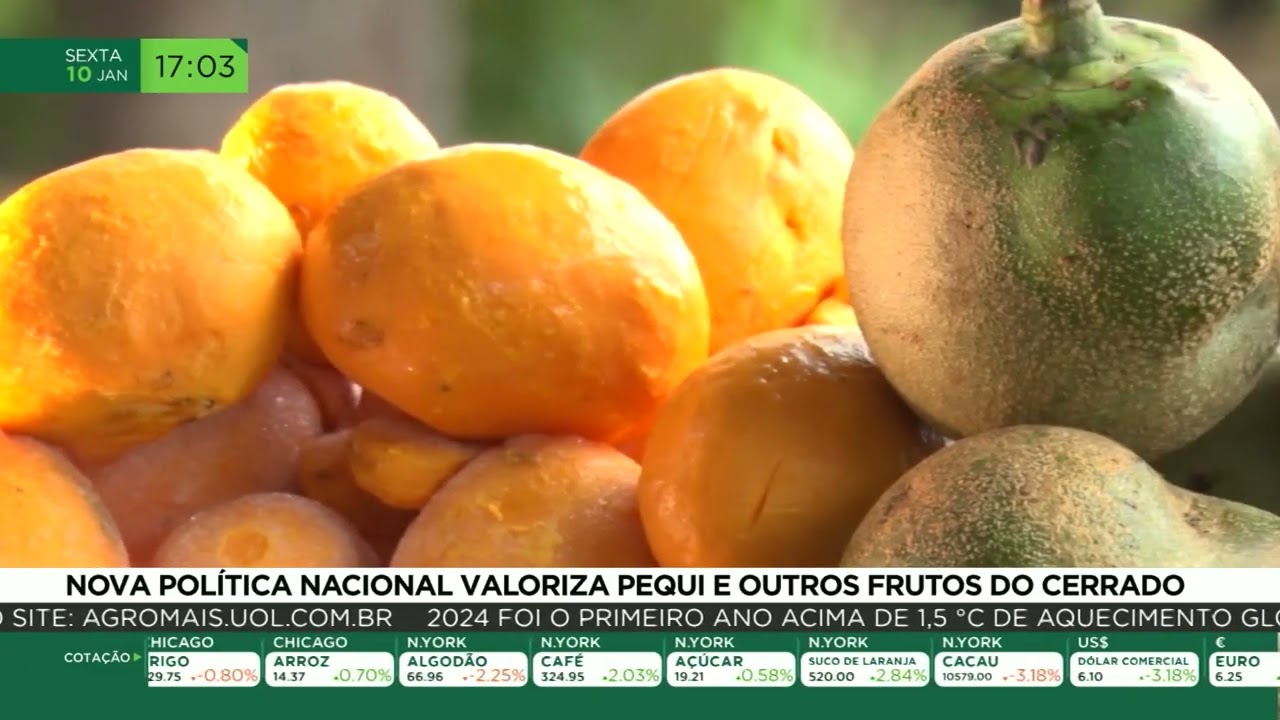 Nova política nacional valoriza pequi e outros frutos do cerrado