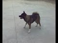 akio ozai grandote akita guadalajara jalisco