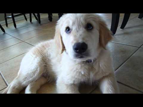 golden retreiver - Our new Golden Retriever puppy! :) ** We've had him for about 3 weeks now, so he's already looking SO much different than this! These are just his first few ...