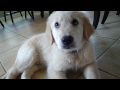 New Golden Retriever Puppy! Waylon