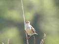 Marsh Wren