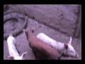 Crianza de chanchos en zona urbana de Pátapo (I)