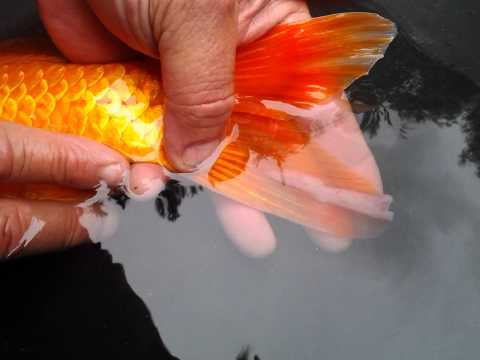 how to cure koi pox