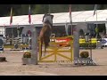 Horses jumping