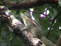 This is the first part of a video I made of a trip to part of the Tibetan Plateau in Qinghai Province, China. The whole video is an hour long, and this section includes the opening titles and Wulingshan before we flew to Xining. It's mostly birds, other wildlife and views. If viewers like this clip, then I'll upload the rest in parts.