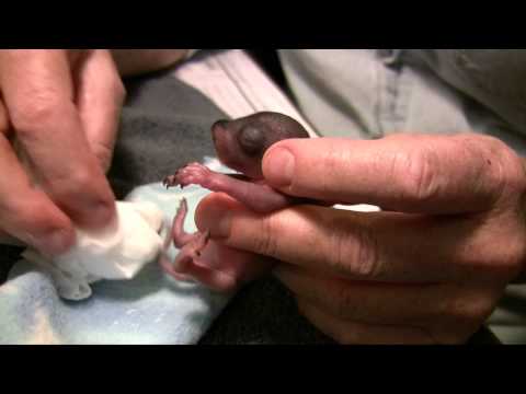 how to take care of a wild baby squirrel