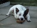 my jack russel/blue heeler \"ROCKY\"